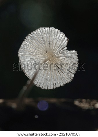 picture the torn white beautiful mushroom with bokeh background