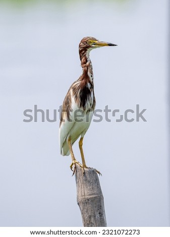 Chinese pond heron perched on a stump