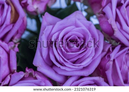 Close-up of roses in daylight.
