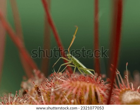 a tiny green bug (Hemiptera) that has been trapped on the leaf of a spoon-leaved sundew plant (Drosera spatulata), surrounded by upright flower stems Royalty-Free Stock Photo #2321077053