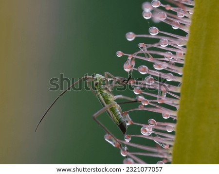 closeup of a tiny true bug (Hemiptera) trapped on the sticky stalked glands covering the leaf of a cape sundew plant (Drosera capensis alba) which is a type of carnivorous plant Royalty-Free Stock Photo #2321077057