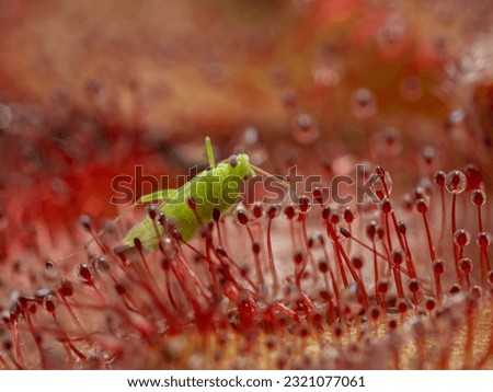 close-up of a tiny green bug (Hemiptera) that has been captured by the sticky glands on the leaf of an Alice sundew plant (Drosera aliciae) Royalty-Free Stock Photo #2321077061
