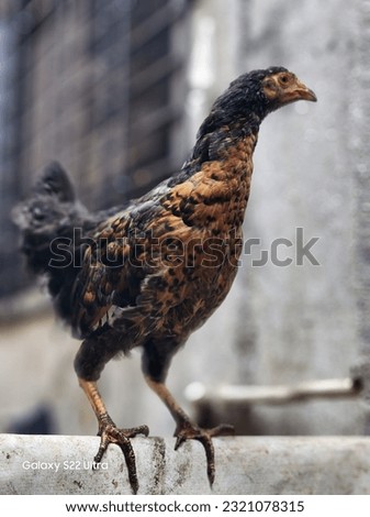 Beautiful hen chicken morning cuckoo 