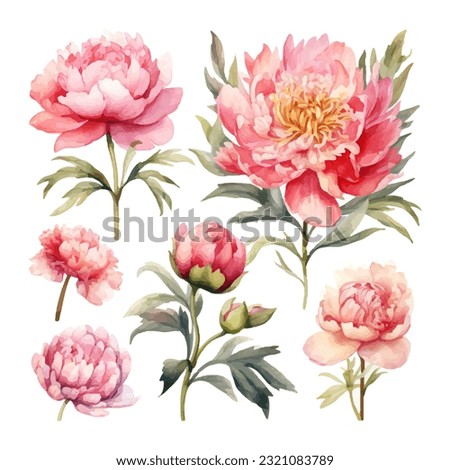 peony flower set watercolor vector illustration Royalty-Free Stock Photo #2321083789