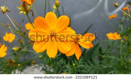 One of the most beautiful and popular types of flowers is kenikir or also known as cosmos caudatus.