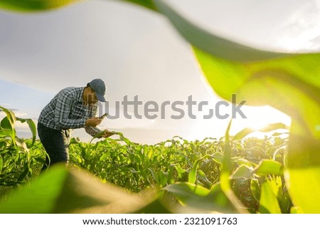 Portrait of a young Asian farmer working in an agricultural field in a corn field checking crops at sunset.