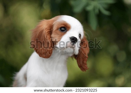 Cute little puppy cavalier king charles spaniel Royalty-Free Stock Photo #2321093225