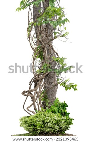 Forest tree trunks with climbing vines twisted liana plant and green leaves  isolated on white background, clipping path included. Royalty-Free Stock Photo #2321093465