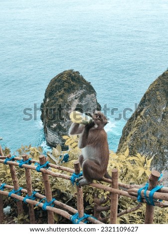 Monkey Stealing Softdrink from Tourist