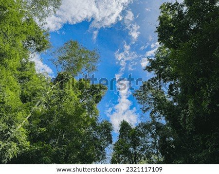 Trees and blue sky in jungle