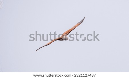Brahminy Kite (Haliastur indus) flying in the sky in nature of Thailand