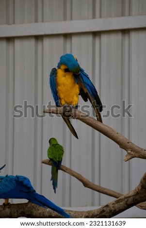 Birds at a petting zoo