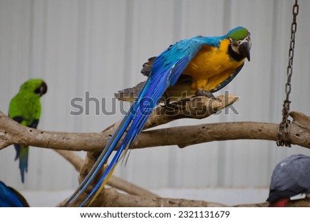 Birds at a petting zoo