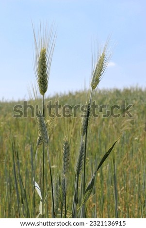 grain field vertical picture sunny day with blue sky background