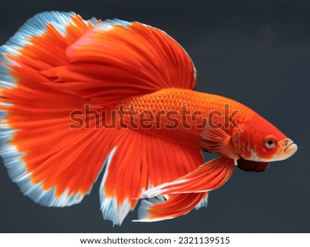 The beauty of colorful betta fish swimming beautifully on a black background. Beautiful light blue Siamese fighting fish isolated on black background. Elegant betta fish isolated in the dark