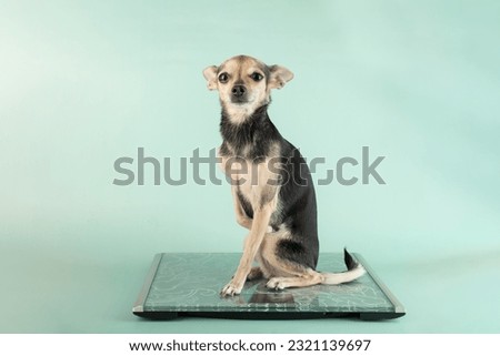 the dog is on the scales, the weight of the pets, the norms of feeding, the health and activity of animals Royalty-Free Stock Photo #2321139697
