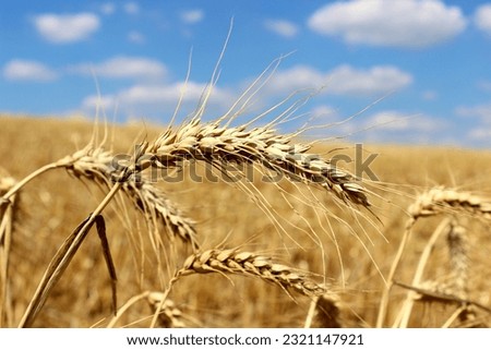 grain field,cereal field, cornfield ,sunny day rural landscape cornfield agriculture background Royalty-Free Stock Photo #2321147921