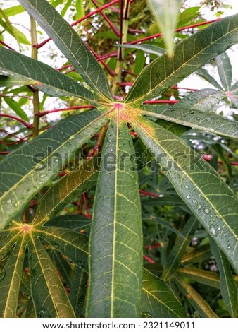View of cassava leaves exposed to dew in the morning