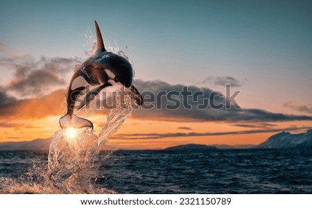 Killer whale aka Orca leaping from sunset ocean water with splashes, Norway fjord at background Royalty-Free Stock Photo #2321150789