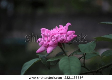 Close up pink rose flower on tree