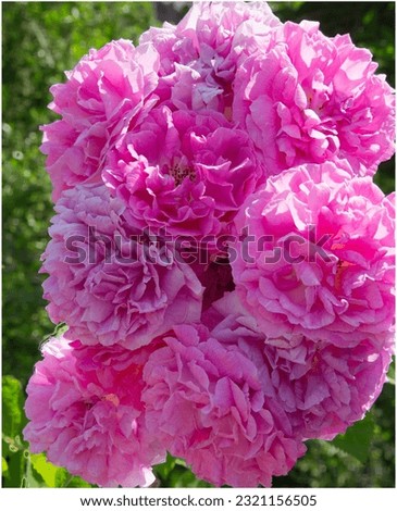 Wild Climbing Roses - spectacular shade of pink