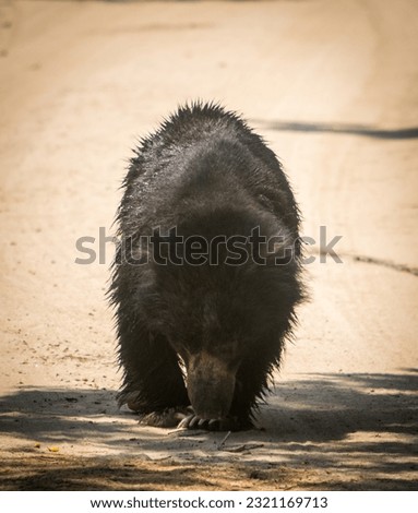 Sri lankan sloth bear walking