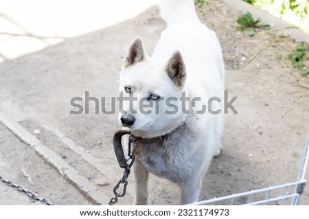 White husky dog with blue eyes portrait close up