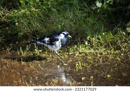 A friendly black and white Magpie-lark (Grallina cyanoleuca) an Australian bird with pee-o-wit' cry called Pee Wee , Murray magpie or Mudlark looks for food on a late morning in late winter. Royalty-Free Stock Photo #2321177029