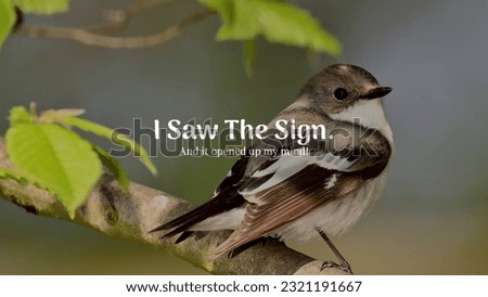 Picture of a sparrow on a tree