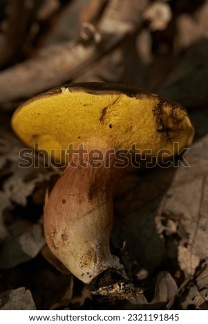 Devil's bolete (Boletus satanas) toxic mushroom in the forest, closeup shot