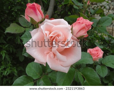 colored rose in a garden on a blurry background