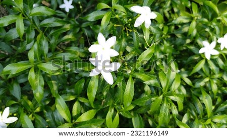 Nature wallpaper, Gardenia jasminoides, white flowers on a small green leaf background.