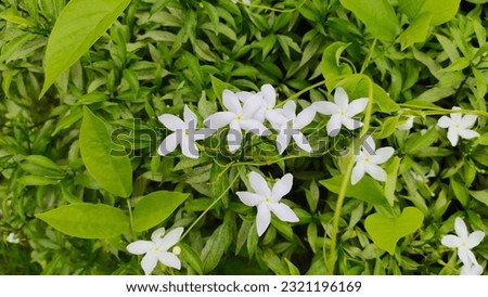 Nature wallpaper, Gardenia jasminoides, white flowers on a small green leaf background.