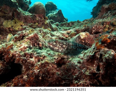 A sand Lizardfish resting on rocks Boracay Island Philippines