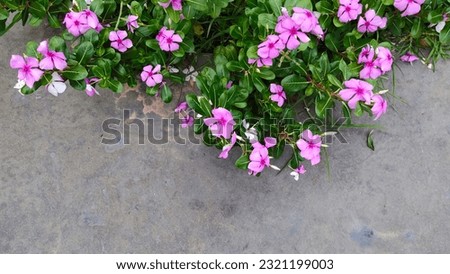 Nature background image, Madagascar periwinkle, Vinca,Old maid, Cayenne jasmine, Rose periwinkle, pink flower on green leaf background. space for text