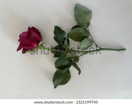 The little beautiful red rose is laid on the white paper.