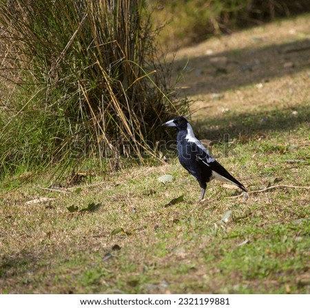 Highly intelligent black and white backed Australian magpie (Cracticus tibicen tyrannica) member of  Corvidae family standing in the grass in early winter is looking for food such as big juicy grubs.