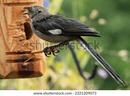 A wet Northern Mockingbird on the Peanut Butter bird feeder                               