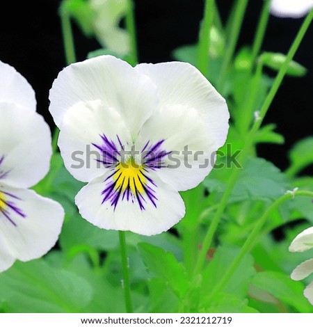 Close up of a white, purple and yellow miniature pansy set in a square frame.