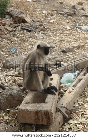 a beautiful picture of monkey. generally monkeys vareas species found in india.