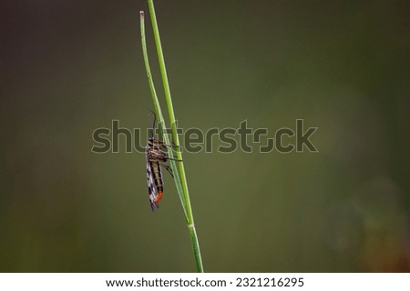 An insect on a grass in nature with a clean green background 