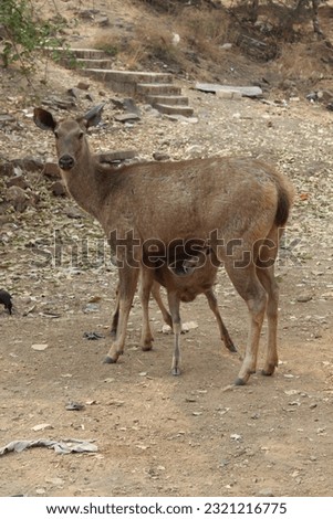 a picture of sambar deer. in picture deer feed he's small baby. in generally deer found in vareas part of India like Gujarat,and other countries 