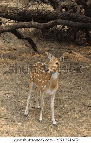 a beautiful picture of chital deer and also known as a spotted deer. in generally deer found in India and subcontinent. 