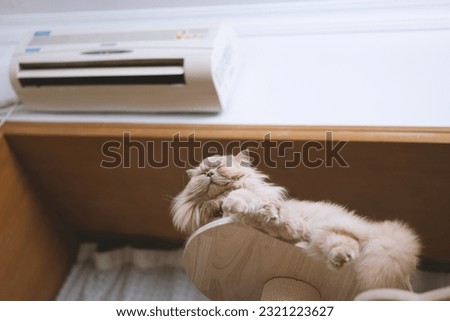 The yellow British Longhair cat enjoys the cool breeze of the air conditioner on a hot summer day, comfortably sleeping on the cat tree. Royalty-Free Stock Photo #2321223627