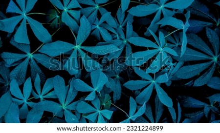 blue foliage background in nature. dark blue . cassava leaf background. Focus on the leaves.