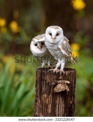 A vertical closeup shot of two Barn owls sitting on a stump of a tree and looking at the camera