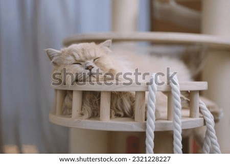 The yellow British Longhair cat enjoys the cool breeze of the air conditioner on a hot summer day, comfortably sleeping on the cat tree.