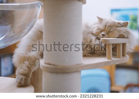 The yellow British Longhair cat enjoys the cool breeze of the air conditioner on a hot summer day, comfortably sleeping on the cat tree.
