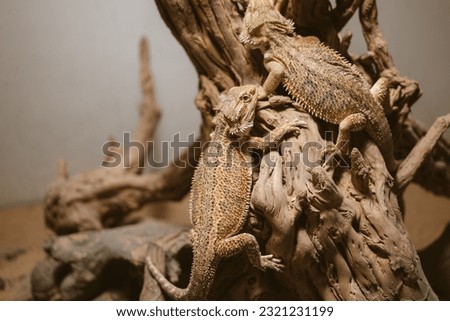 A central bearded dragons (Pogona vitticeps) on a tree log in terrarium