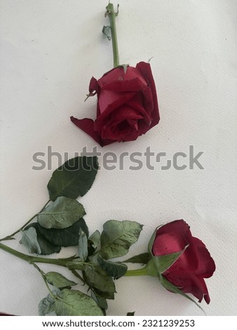 Two beautiful red roses are on the white paper together.